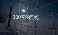 300元的狗狗