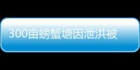 300畝螃蟹塘因泄洪被淹 一夜損失百萬，幾十萬貸款打水漂