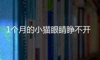 1個月的小貓眼睛睜不開 眼球異常怎么辦？一個月小貓眼睛睜不開有眼屎