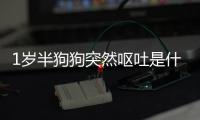 1歲半狗狗突然嘔吐是什么原因呢