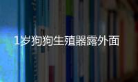 1歲狗狗生殖器露外面