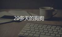 20多天的狗狗