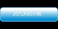 20幾天的小狗