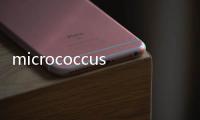 micrococcus(關于micrococcus簡述)